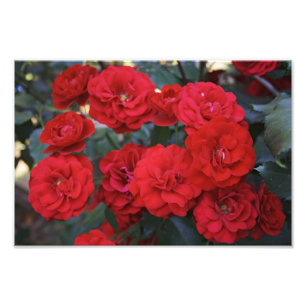 Red Rose Blossom - bloemfotografie Foto Afdruk