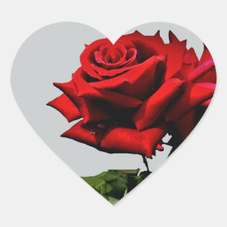 Red Rose Blossom Flower Verjaardag Feestdagen Even Hart Sticker