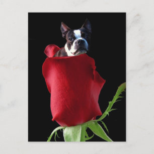 Red rose Boston Terrier briefkaart