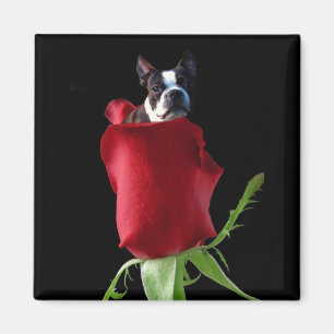 Red rose Boston Terrier magnet Magneet