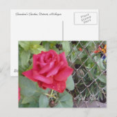 Red Rose Briefkaart (Voorkant / Achterkant)