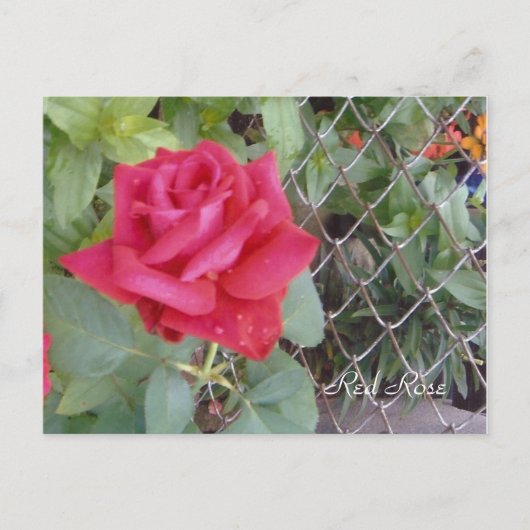 Red Rose Briefkaart (Voorkant)