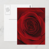 Red Rose Briefkaart (Voorkant / Achterkant)
