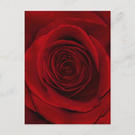 Red Rose Briefkaart (Voorkant)