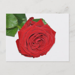 Red Rose Briefkaart