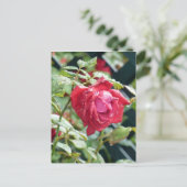 Red Rose Briefkaart (Staand voorkant)