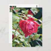 Red Rose Briefkaart (Voorkant / Achterkant)