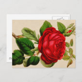 Red Rose Briefkaart (Voorkant / Achterkant)