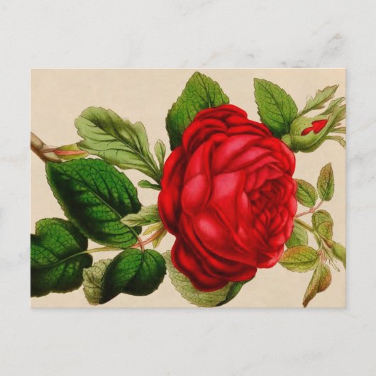 Red Rose Briefkaart (Voorkant)