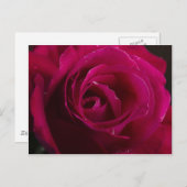 Red Rose Briefkaart (Voorkant / Achterkant)