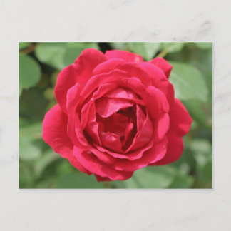 Red Rose Briefkaart