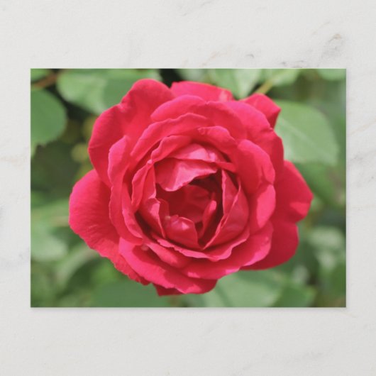 Red Rose Briefkaart (Voorkant)