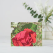Red Rose Briefkaart (Staand voorkant)