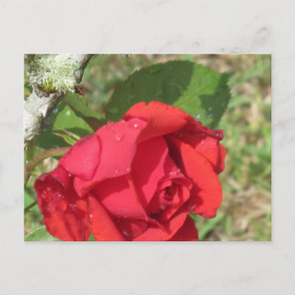 Red Rose Briefkaart