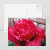 Red Rose Briefkaart (Voorkant / Achterkant)