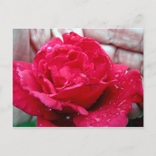 Red Rose Briefkaart (Voorkant)