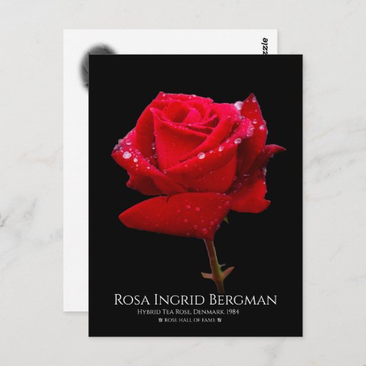 Red Rose Briefkaart (Voorkant / Achterkant)