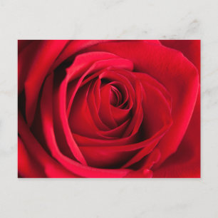 Red Rose Briefkaart