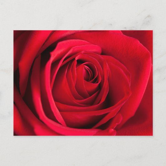 Red Rose Briefkaart (Voorkant)