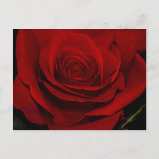 Red Rose Briefkaart (Voorkant)