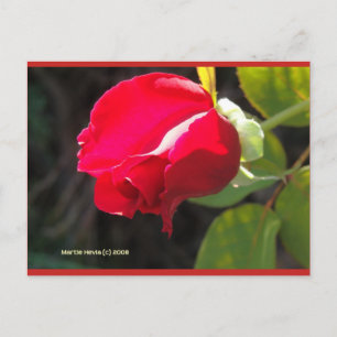 Red Rose Bud Blue Beach Song™-Briefkaart Briefkaart