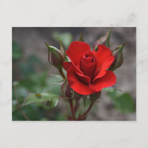 Red Rose Bud Briefkaart