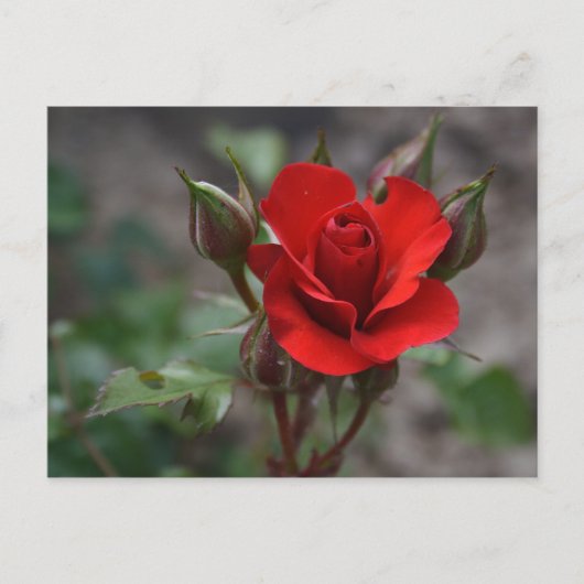 Red Rose Bud Briefkaart (Voorkant)