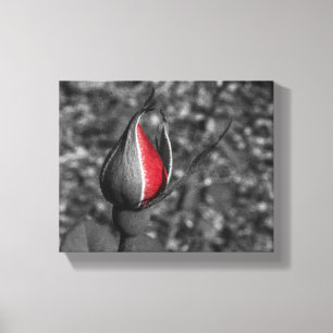 Red Rose Bud Canvas Afdruk