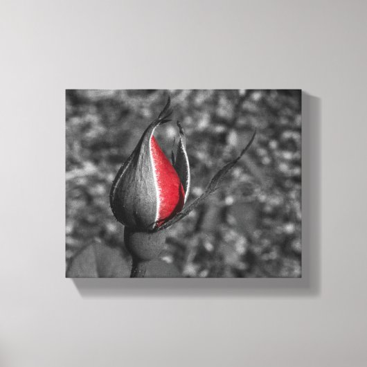 Red Rose Bud Canvas Afdruk (Voorkant)