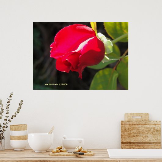 Red Rose Bud Poster (Keuken)