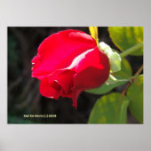 Red Rose Bud Poster (Voorkant)