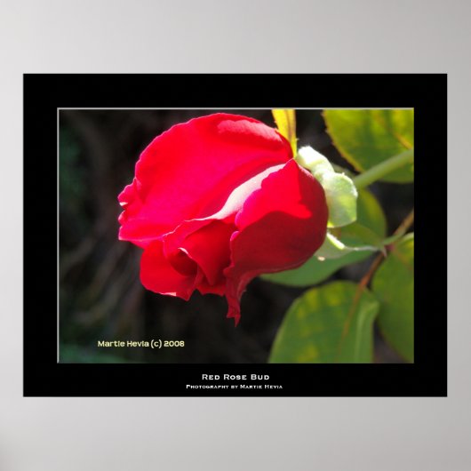 Red Rose Bud Poster (Voorkant)