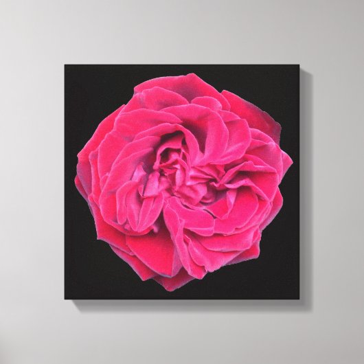 Red Rose Canvas Afdruk (Voorkant)