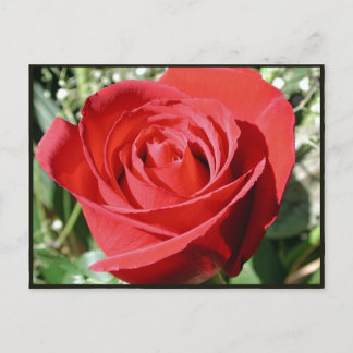 Red Rose Close Briefkaart