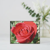 Red Rose Close Briefkaart (Staand voorkant)
