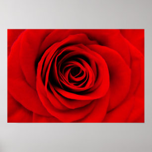 Red Rose Floral Poster
