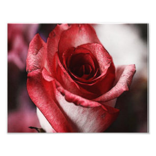 Red Rose Foto Afdruk
