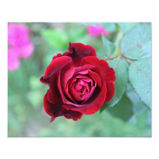 Red rose foto afdruk (Voorkant)