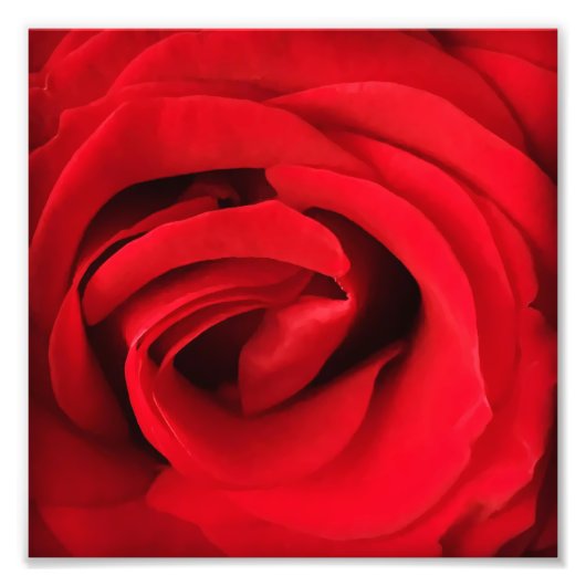 Red Rose Foto Afdruk (Voorkant)