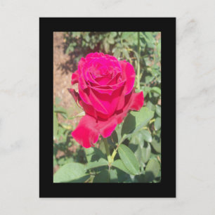 Red Rose Foto Briefkaart