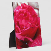 Red Rose Fotoplaat (Zijkant)