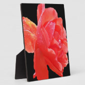 Red Rose Fotoplaat (Zijkant)