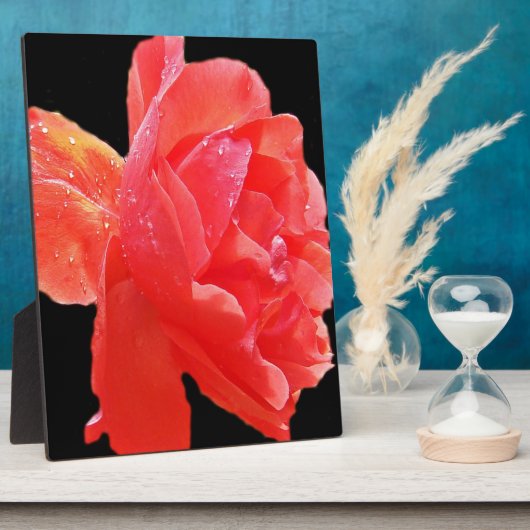 Red Rose Fotoplaat (Zijkant)