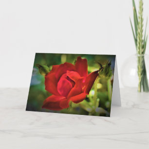 Red Rose, kaart