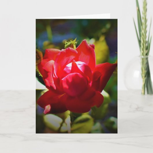 Red Rose, kaart (Voorkant)