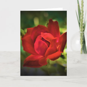 Red Rose, kaart