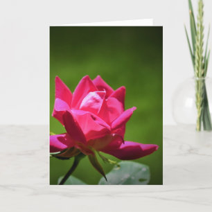 Red Rose, kaart