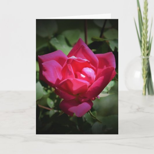 Red Rose, kaart (Voorkant)