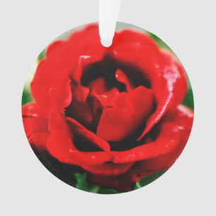 Red Rose Love