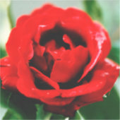 Red Rose Love Sticker (Voorkant)